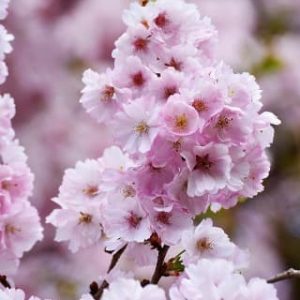 Prunus Serr. Amanogawa - Cerisier à fleurs colonnaire