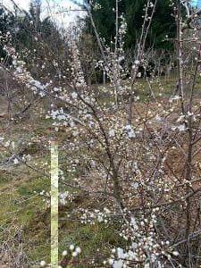 Prunus Cerasifera - Myrobolan