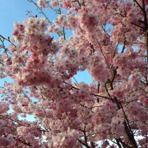 Prunus Serrulata Kanzan - Cerisier à fleurs
