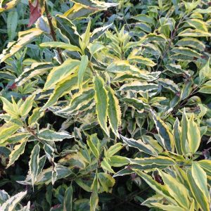 Prunus Lusitanica Variegata