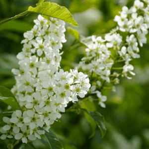Prunus Padus - Cerisier à grappes