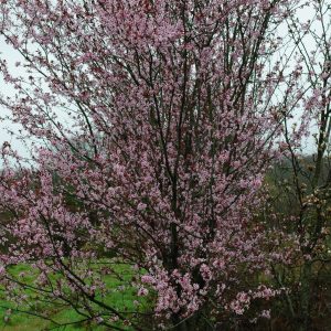 Prunus Pissardii - Prunier Cerise