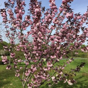 Prunus Serrul. Royal Burgundi - Cerisier à fleur pourpre