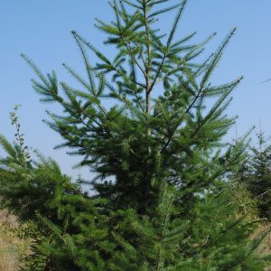 Pseudotsuga Douglassii - Sapin de Douglas