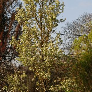 Pyrus Call. Chanticleer - Poirier d'ornement