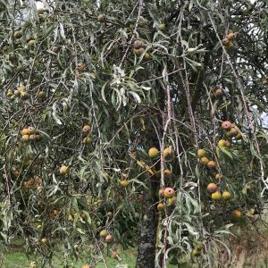 Pyrus Salicifolia Pendula - Poirier d'ornement pleureur