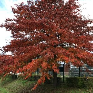 Quercus Palustris - Chène des marais