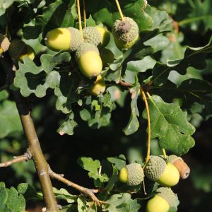 Quercus Robur - Pédonculé ou Commun