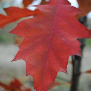 Quercus Rubra - Chêne rouge d'Amérique