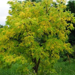 Robinia Ps. Frisia - Robinier doré