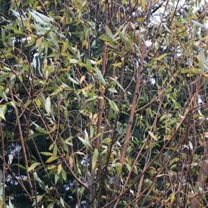 Salix Alba Tristis - Saule pleureur doré