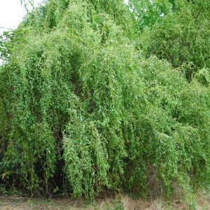 Salix S. Erythroflexuosa - Saule Tortueux à bois jaune