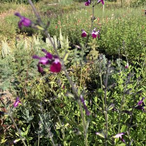 Salvia Greggi Amethyst Lips - Sauge de Gregg