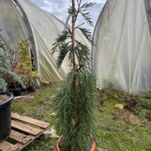 Sequoiadendron Gigant. Pendulum Greenpeace- Séquoia géant pleureur