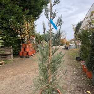 Sequoiadendron Gigant. Powder Blue- Séquoia géant bleu