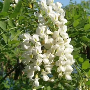 Sophora Japonica - Arbre des pagodes