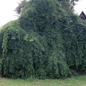 Sophora Japonica Pendula - Arbre des pagodes pleureur