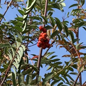 Sorbus Aucuparia - Sorbier des oiseleurs