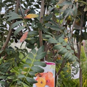 Sorbus Domestica - Cormier ou Sorbier Domestique