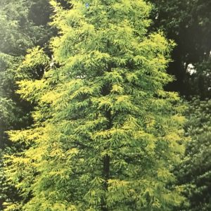 Taxodium Distichum - Cyprès Chauve de Louisiane