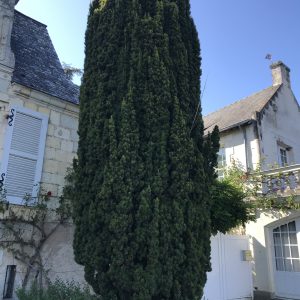 Taxus Baccata Fastigiata - If d'Irlande