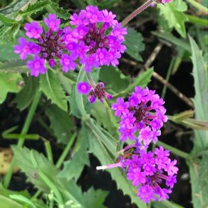 Verbena Bonariensis Lillipop - Verveine naine