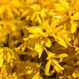 Forsythia Int. Spectabilis - Mimosa de Paris