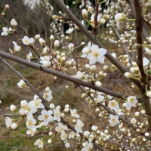 Prunus Spinosa - Prunellier - Epine Noire