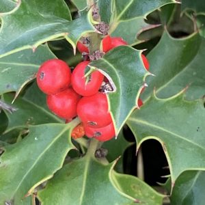 Ilex Aquif. Alaska - Houx