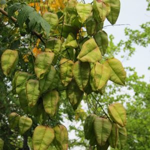 Koelreuteria Paniculata - Savonnier