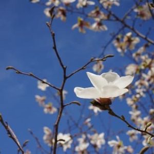 Magnolia Kobus - Magnolia de Kobé