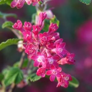 Ribes S. King Edward - Groseillier à fleurs