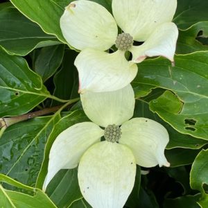 CORNUS KOUZA CHINA GIRL - Cornouiller du Japon à fleur