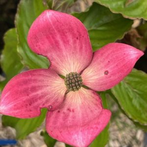 Cornus Kouza Satomi - Cornouiller du Japon à fleur