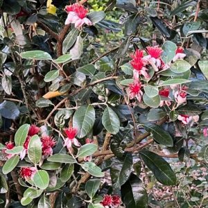 Feijoa  - Goyavier du Brésil