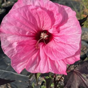 Hibiscus M. CARROUSEL® PINK PASSION - hibiscus des Marais