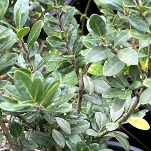 Ilex Crenat Caroline Upright- Houx Crénelé