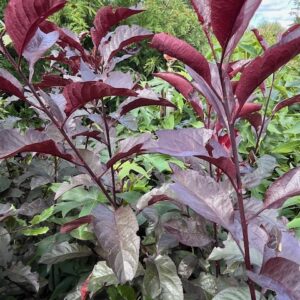 Prunus x Cistena - Prunier des Sables