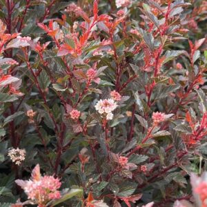 Physocarpus Op. Sweet Cherry Tea® - Physocarpe à feuille d'Obier