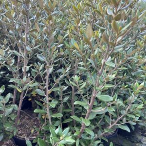 Olearia x Haastii - Aster en arbre