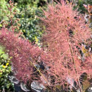 Cotinus Coggygria Magical® Torch Kolmagito - Arbre à Perruque