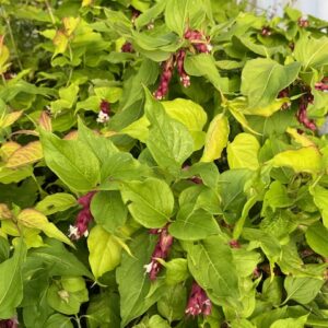 LEYCESTERIA F. LITTLE LANTERN® - Arbre aux faisans