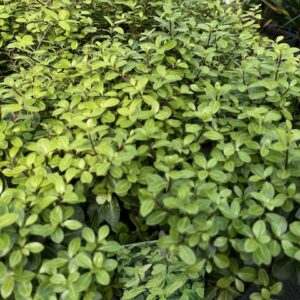 Pittosporum Ten. Golf Ball - Pittospore