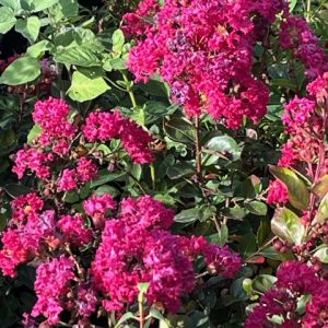 Lagerstroemia Iindica Cherry Bouquet® - Lilas des Indes