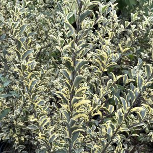 LIGUSTRUM ibota MUESLI® - Troène à petites feuilles