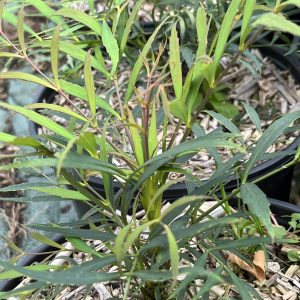 Mahonia X Soft Caress® - Mahonia hybride