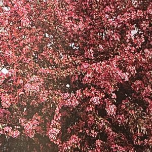 MALUS COCCINELLA® - Pommier d'ornement