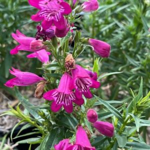 Penstemon Harlequin Magenta® - Galane