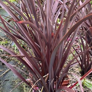 Phormium AMAIZING RED - Lin de Nouvelle Zélande