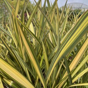 Phormium APRICOT QUEEN - Lin de Nouvelle Zélande